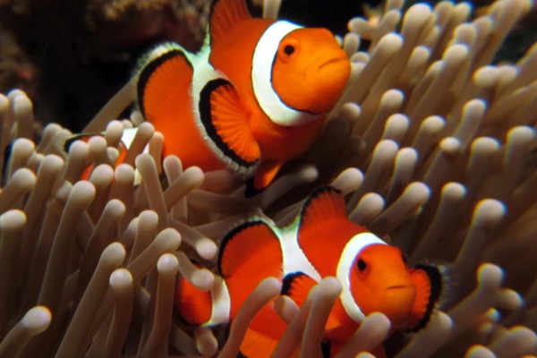 小丑鱼能活多久,能活10-12年