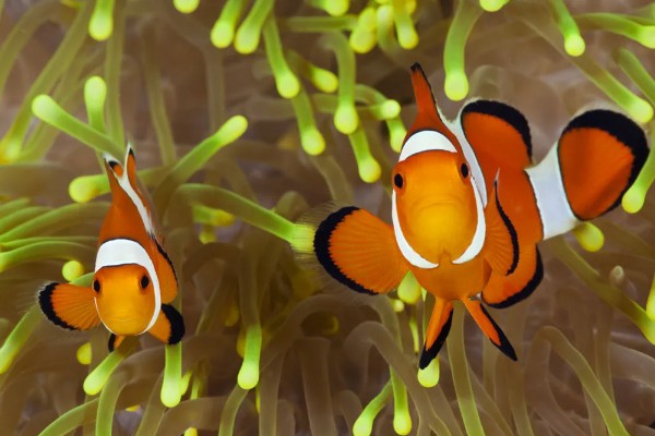 小丑鱼能活多久,能活10-12年