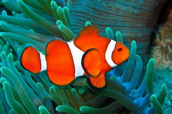 小丑鱼能活多久,能活10-12年