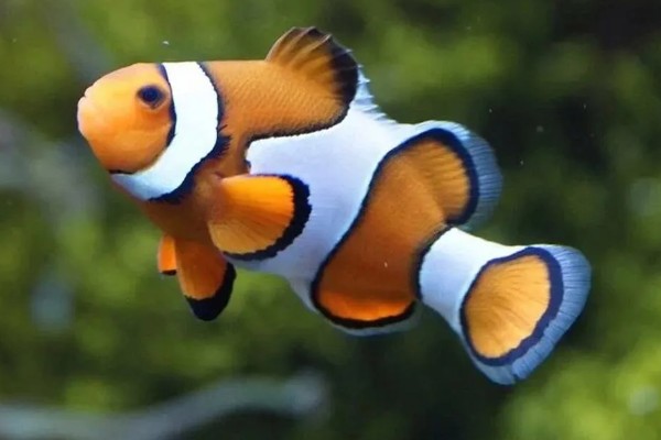 小丑鱼能活多久,能活10-12年