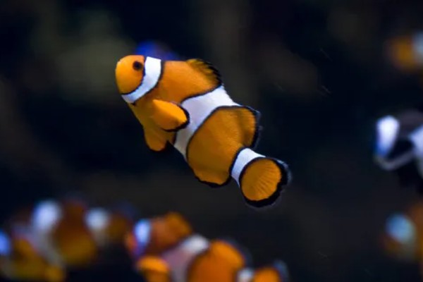 小丑鱼能活多久,能活10-12年