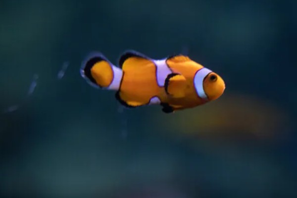 小丑鱼能活多久,能活10-12年