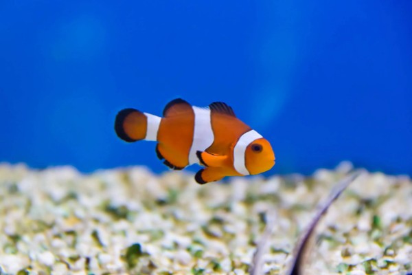 小丑鱼能活多久,能活10-12年