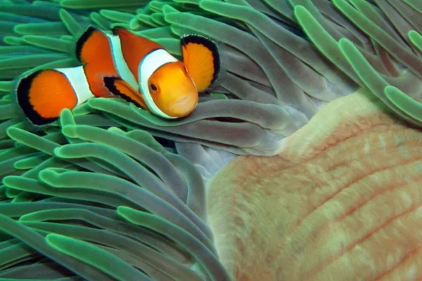 小丑鱼能活多久,能活10-12年