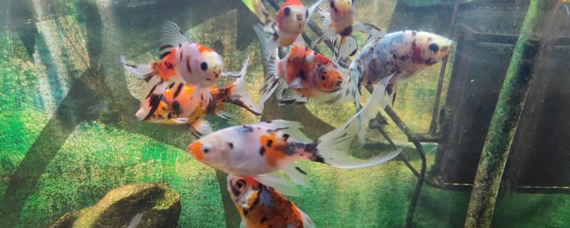 鱼拉白色的屎的原因,可能是肠炎所致