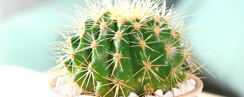 仙人球有没有毒,大多是没有毒性的植物