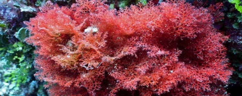 有哪些海洋植物,常见的有绿藻、红藻等