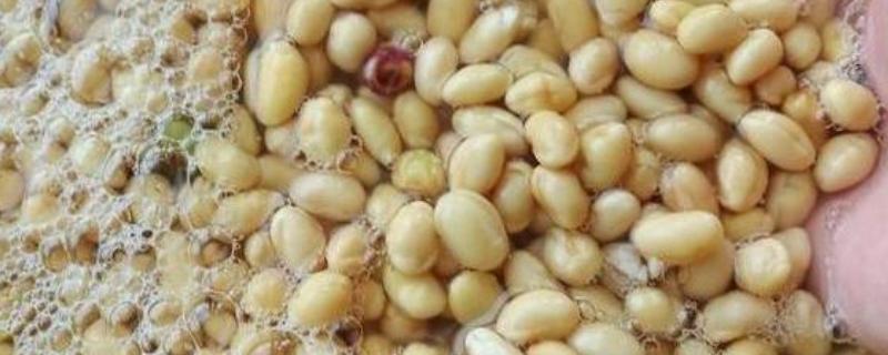 大豆怎样发酵当肥料，先用温水浸泡3个小时左右