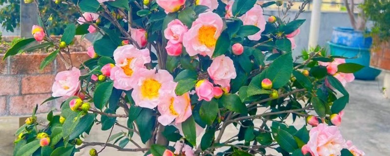 粉茶花的花语,寓意克服困难