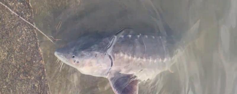 钓鲟鱼适合用什么打窝，选择原塘颗粒比较好