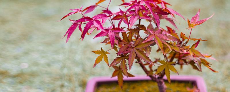 红枫需要哪些肥料,萌芽前施一次饼肥液补充养分