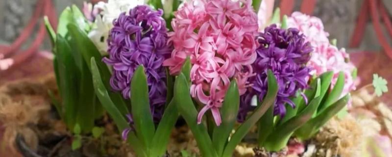 球根花卉如何栽培,养护基质选择腐叶土掺杂砂土