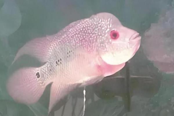 鱼拉白色的屎的原因,可能是肠炎所致