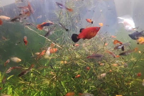 鱼拉白色的屎的原因,可能是肠炎所致