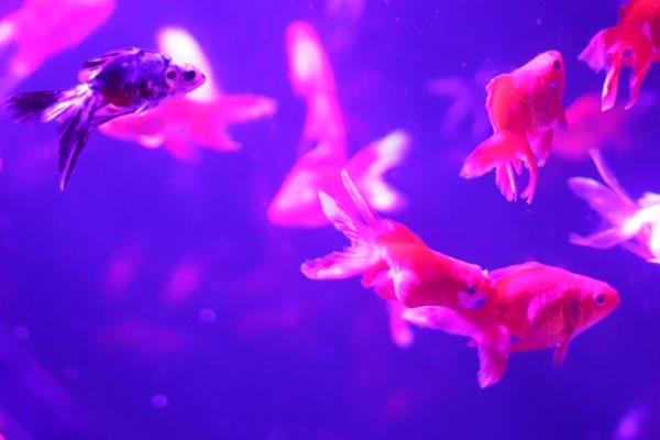 鱼拉白色的屎的原因,可能是肠炎所致