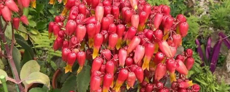 落地生根的花形，其花序呈圆锥形