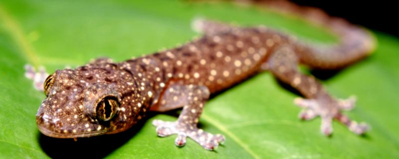 壁虎如何繁殖后代，成年后会自然交配