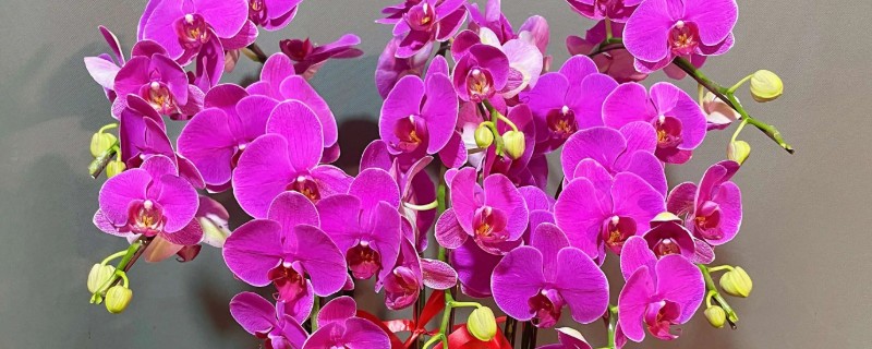 蝴蝶兰要多晒太阳吗,长期在阴暗处生长会导致叶片徒长