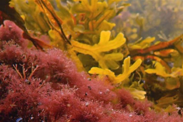 有哪些海洋植物,常见的有绿藻、红藻等