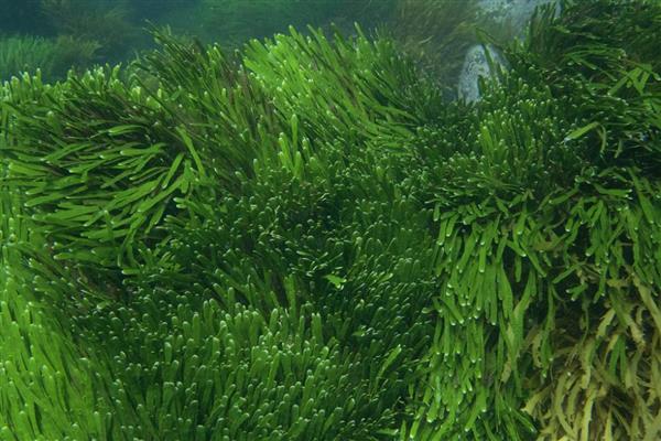 有哪些海洋植物,常见的有绿藻、红藻等