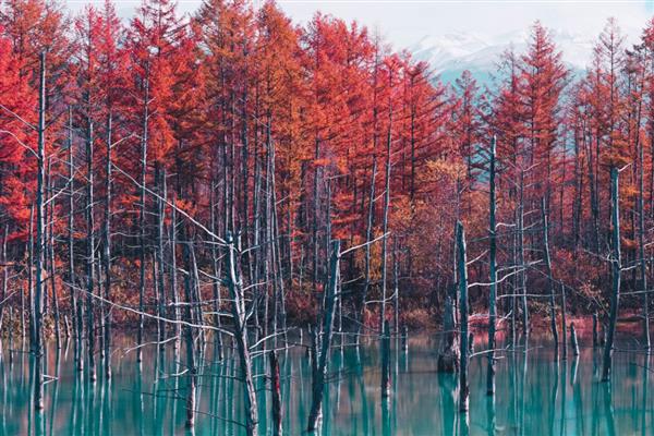 有哪些海洋植物,常见的有绿藻、红藻等