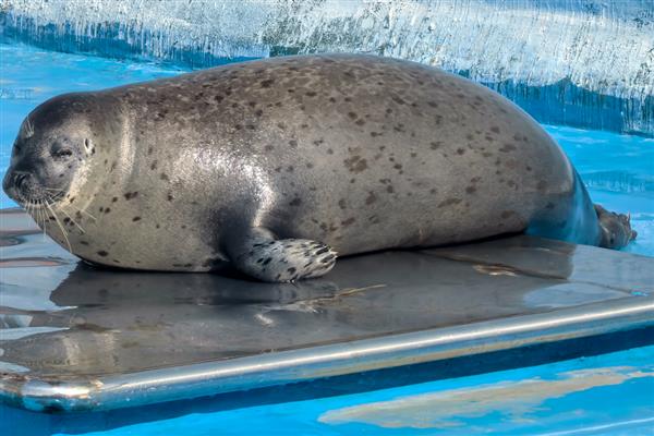 有哪些海洋植物,常见的有绿藻、红藻等