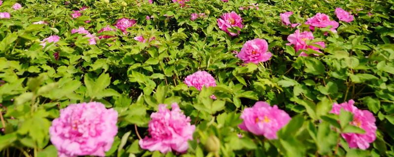 牡丹花籽如何种植，选择沙质土壤种植为佳