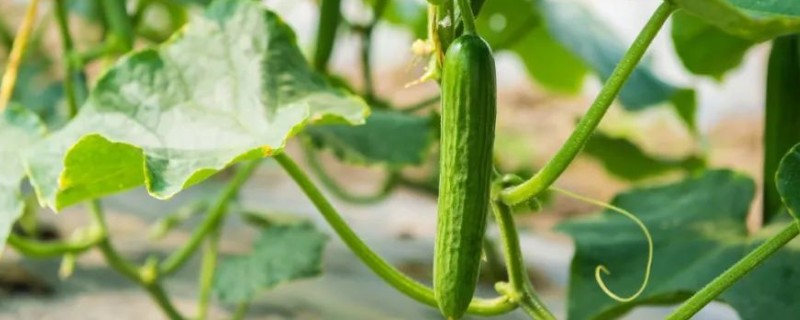 黄瓜的打叉时间,在开花结果的时候进行