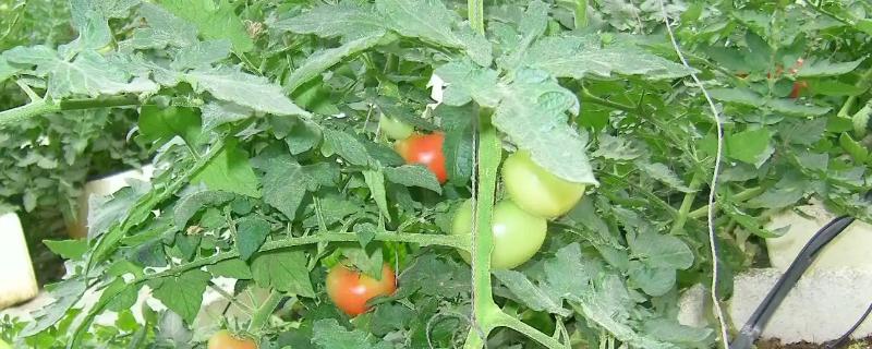 西红柿籽怎么种植,可以在春季和夏季进行