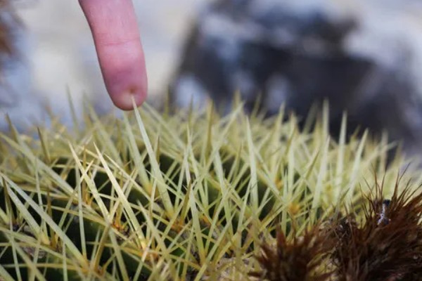 仙人球有没有毒,大多是没有毒性的植物