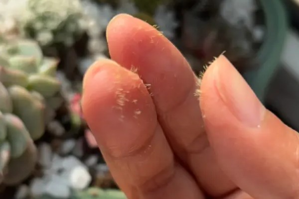 仙人球有没有毒,大多是没有毒性的植物