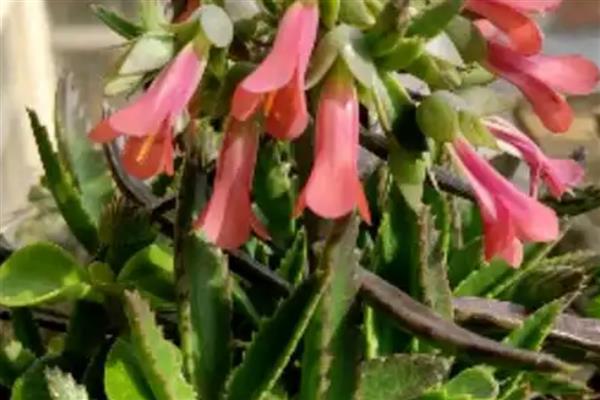 落地生根的花形，其花序呈圆锥形