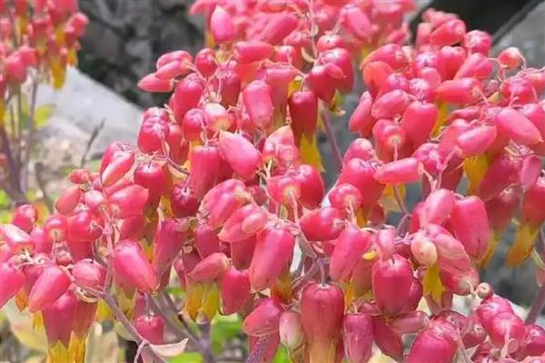 落地生根的花形，其花序呈圆锥形