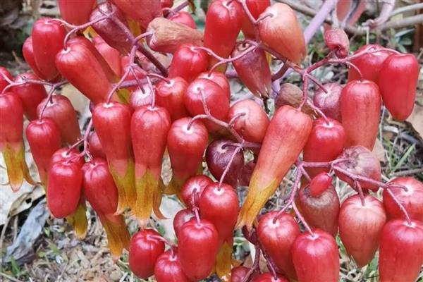 落地生根的花形，其花序呈圆锥形