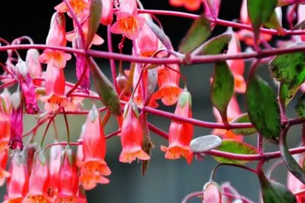 落地生根的花形，其花序呈圆锥形