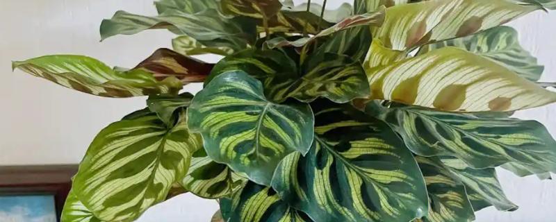 孔雀竹芋叶子卷边干枯的原因及解决方法，可能是阳光太强所致