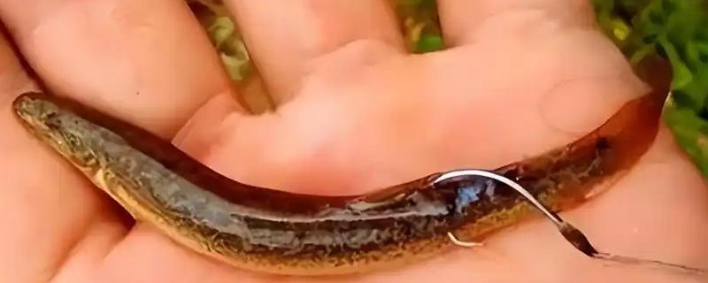 不能用泥鳅钓鱼的原因,会影响生态平衡、破坏原生水体
