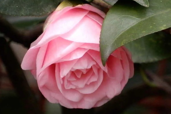 粉茶花的花语,寓意克服困难