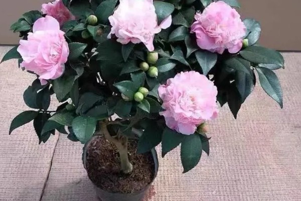 粉茶花的花语,寓意克服困难