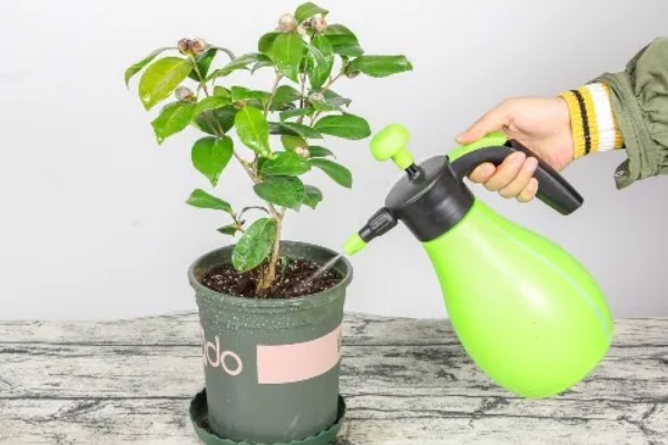 粉茶花的花语,寓意克服困难