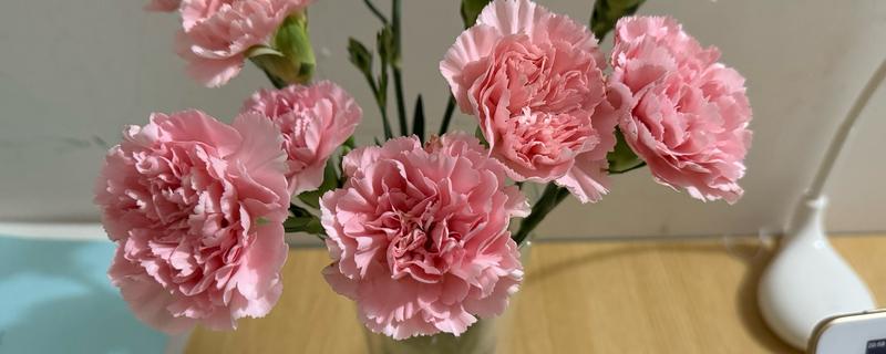 康乃馨的浇水间隔,春秋两季每2-3天浇水一次