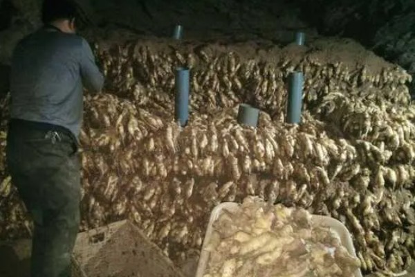 生姜的保存方法有哪些，可以用沙子存储