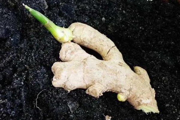 生姜的保存方法有哪些，可以用沙子存储
