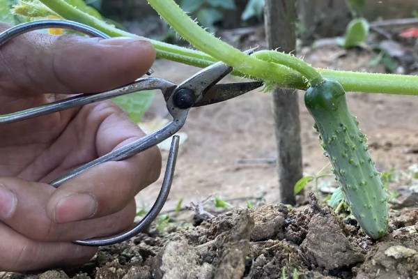 黄瓜的打叉时间,在开花结果的时候进行