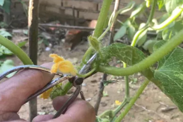 黄瓜的打叉时间,在开花结果的时候进行