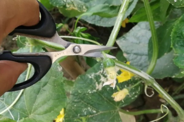 黄瓜的打叉时间,在开花结果的时候进行