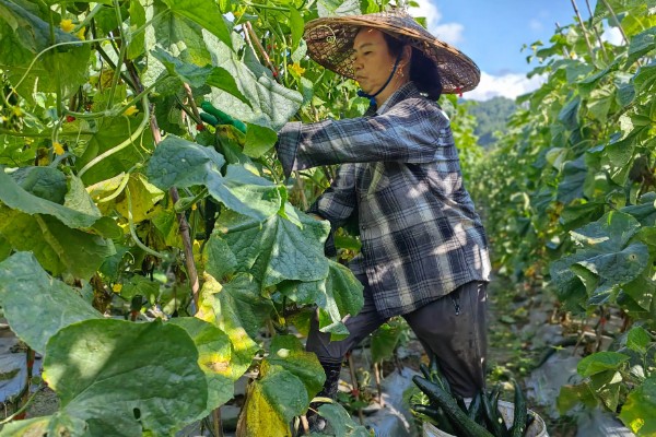 黄瓜的打叉时间,在开花结果的时候进行
