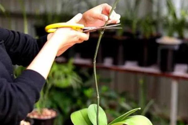 蝴蝶兰要多晒太阳吗,长期在阴暗处生长会导致叶片徒长