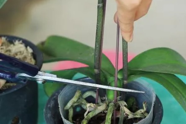 蝴蝶兰要多晒太阳吗,长期在阴暗处生长会导致叶片徒长