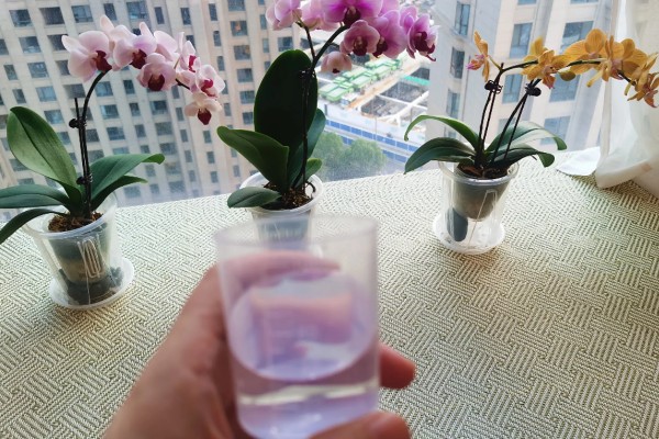 蝴蝶兰要多晒太阳吗,长期在阴暗处生长会导致叶片徒长